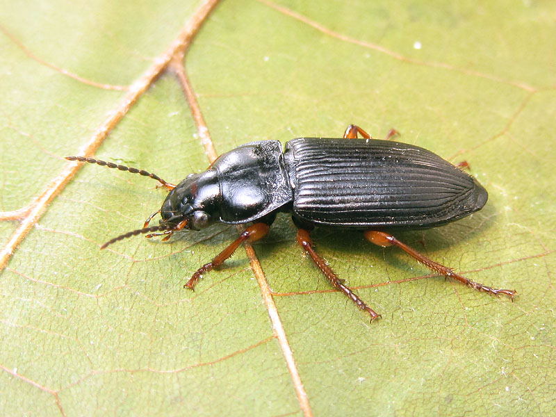 Carabidae:  Anisodactylus binotatus